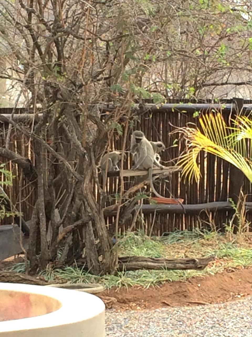 The Cheetah Rest Villa Hoedspruit Exterior foto